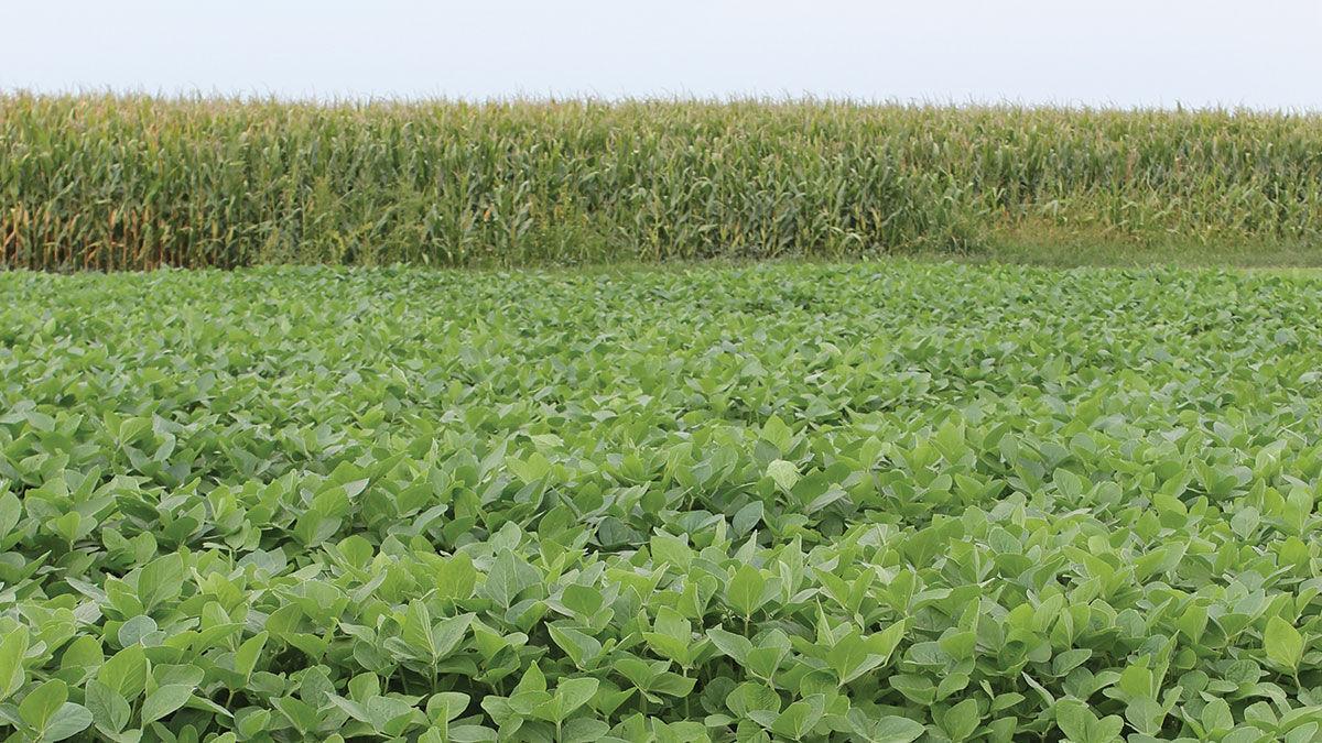 Corn and soybean field