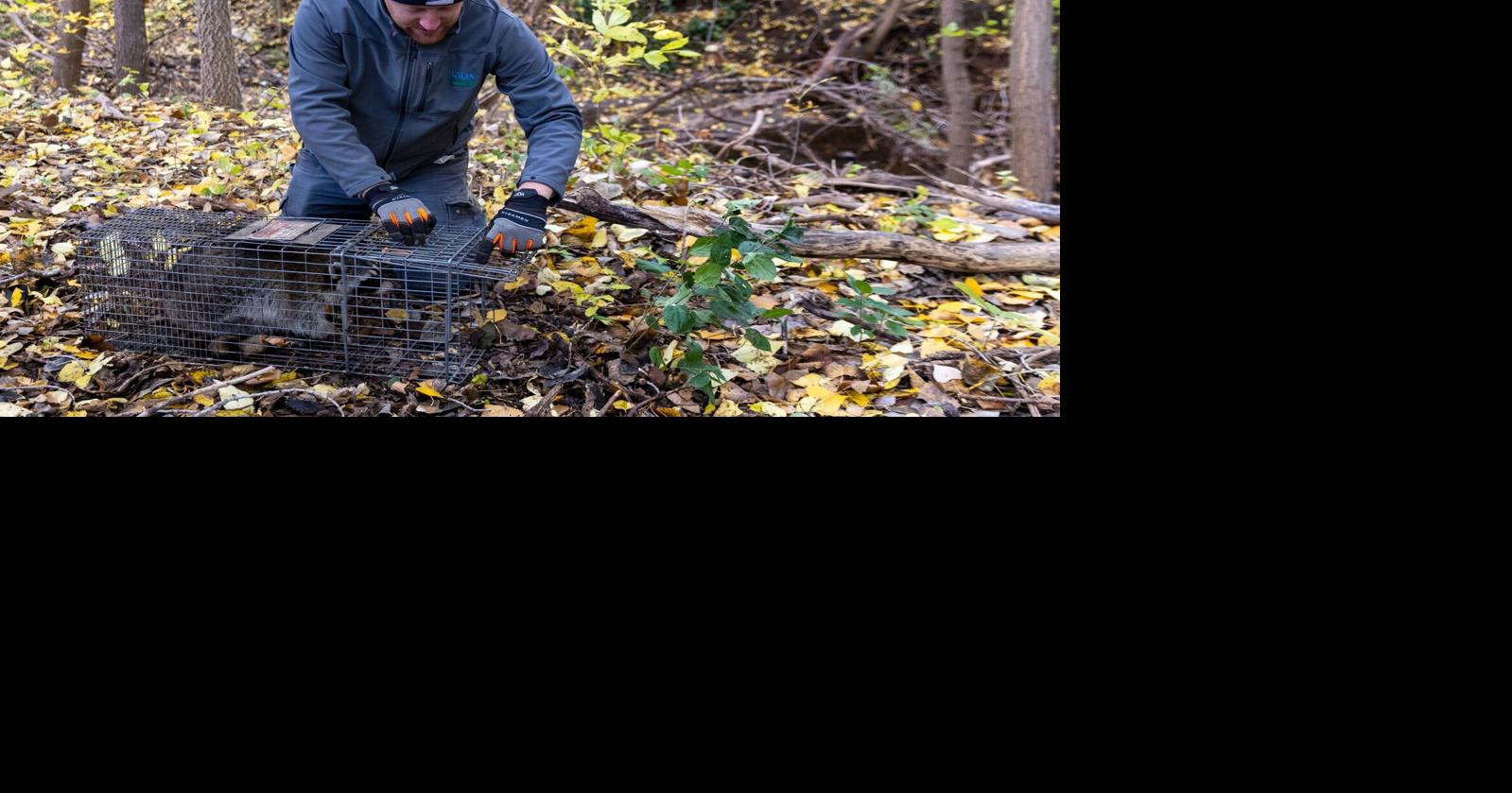 Investigating rabies: A dead kitten in Omaha triggers sweeping ...