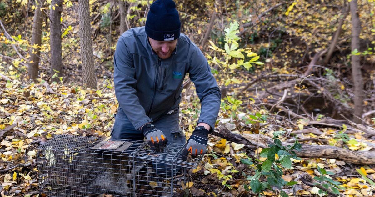 Investigating rabies: A dead kitten in Omaha triggers sweeping ...