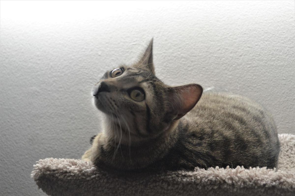 At Omaha Cat Cafe You Could Drink Coffee And Cuddle Felines Who