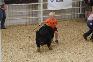 Collection: Relive the 2026 Gage County Fair