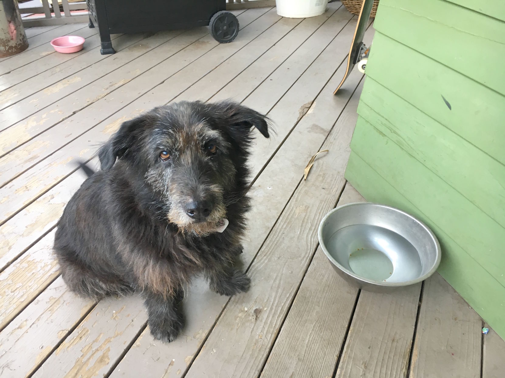 dog obsessed with water bowl