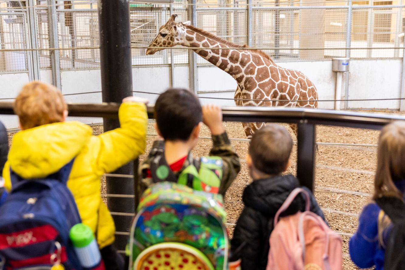 Photos: Omaha zoo celebrates Hope the giraffe's first birthday