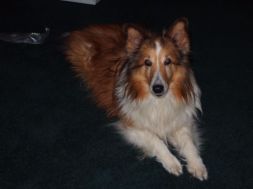 sheltie birthday