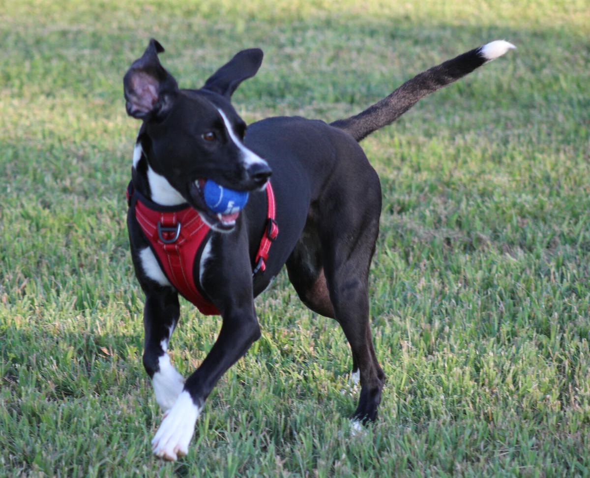 062922-pt-news-yappy-hour-p10.JPG