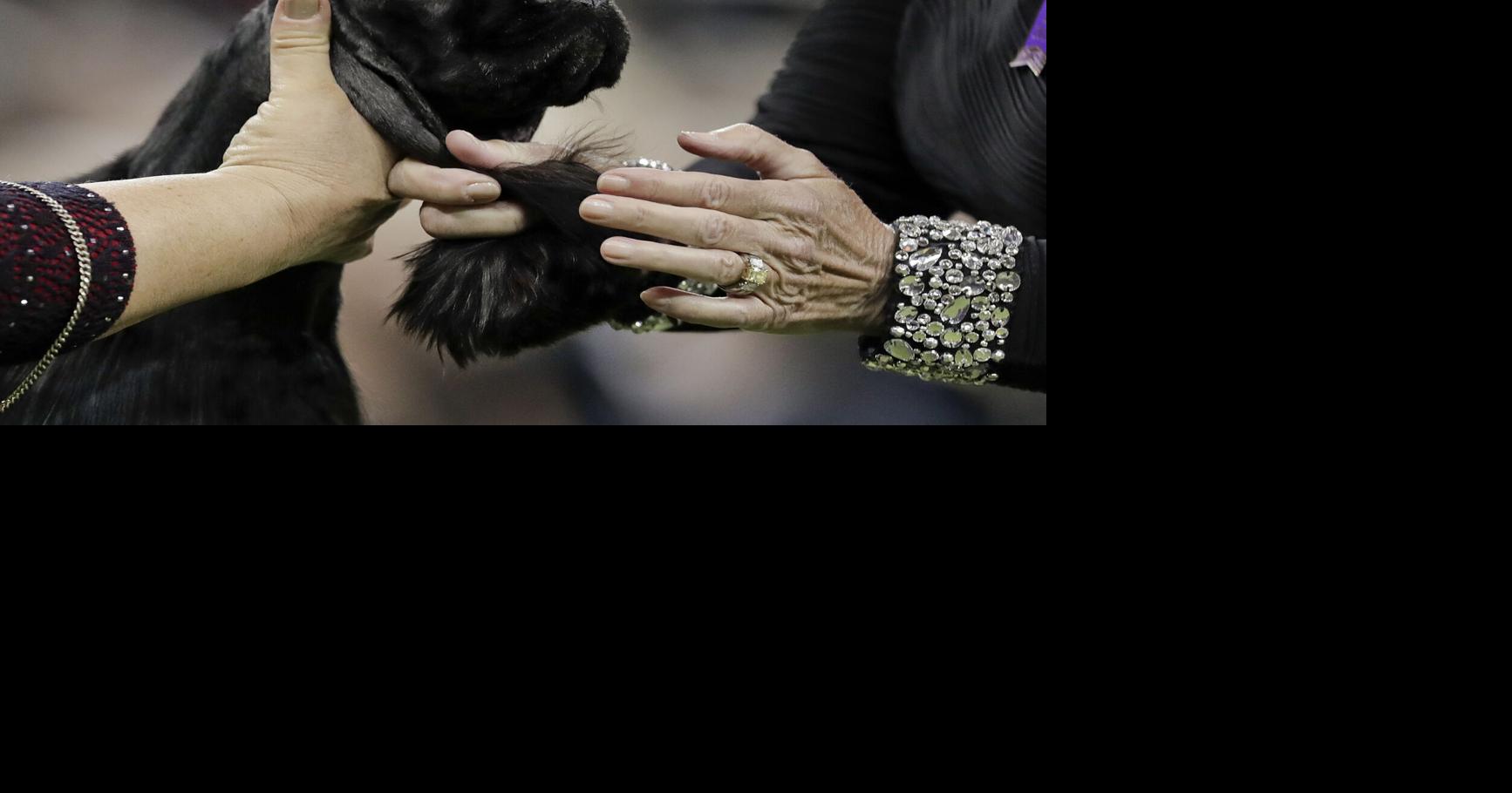 Dog Show 101 What's what at the Westminster Kennel Club