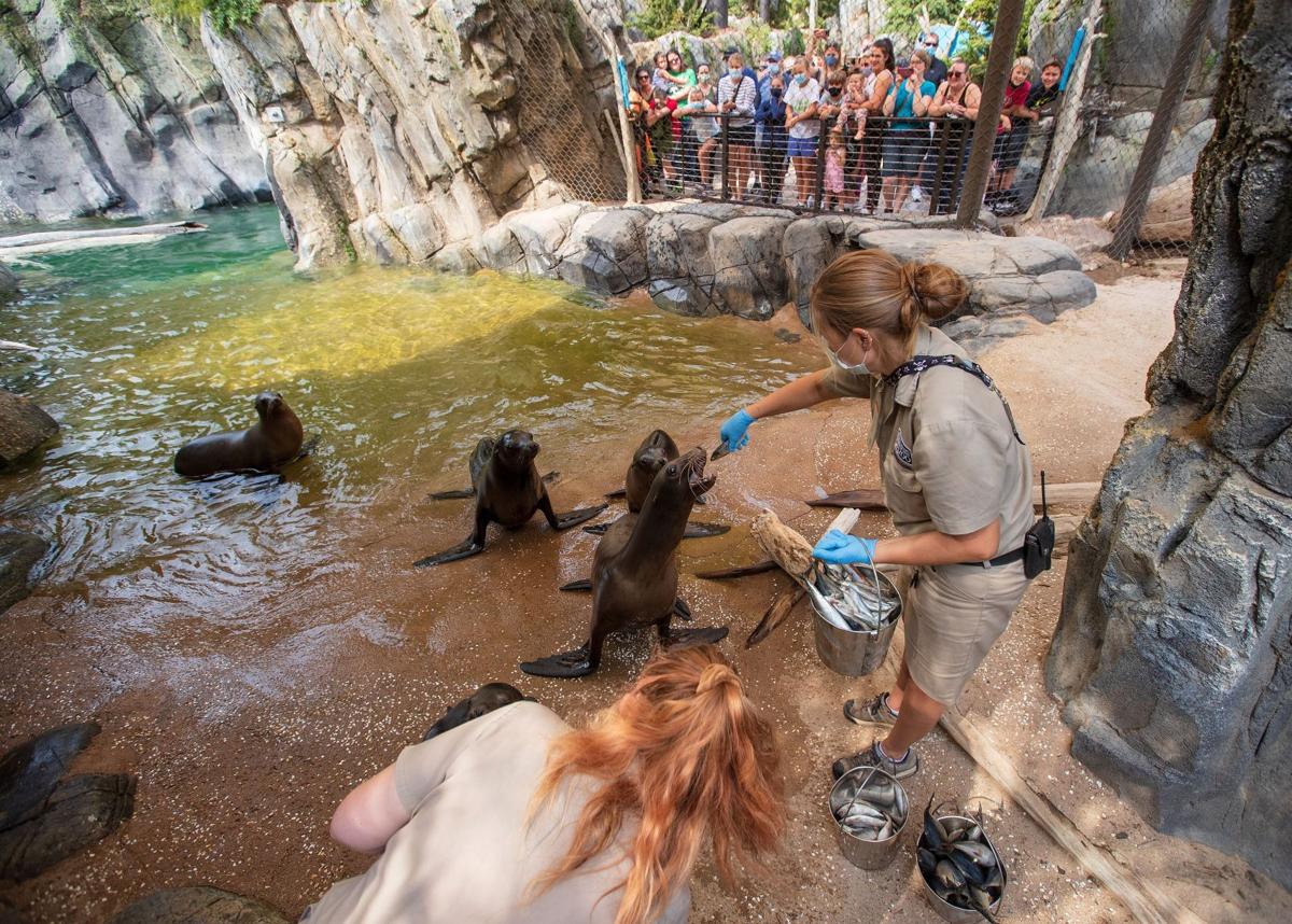 Look inside the Omaha zoo's new sea lion exhibit