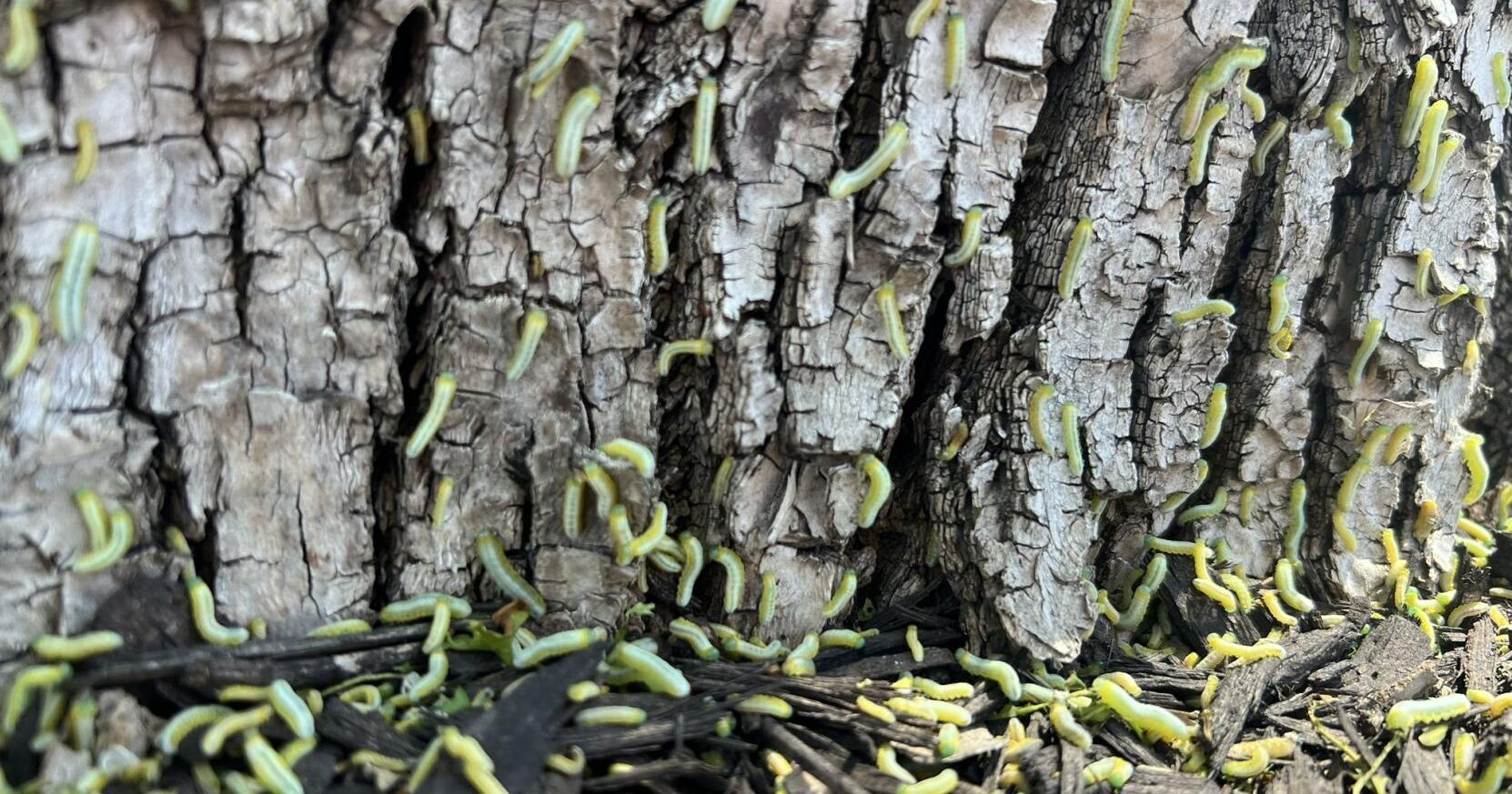 In the Garden: Sawflies a sign Omaha homeowners' ash trees haven't been treated - Vimarsana News