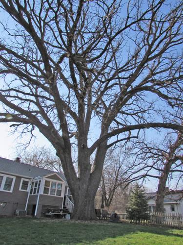 Trees’ company