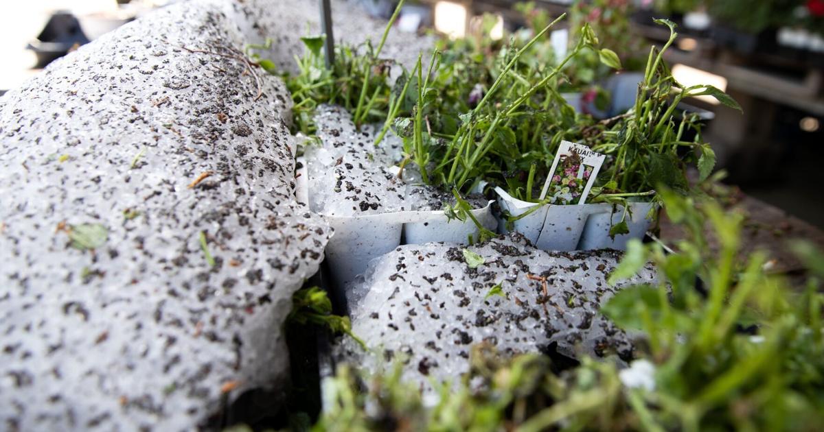 In the garden: Hail damage can show up later, so check plants again in a few weeks | Home & Garden