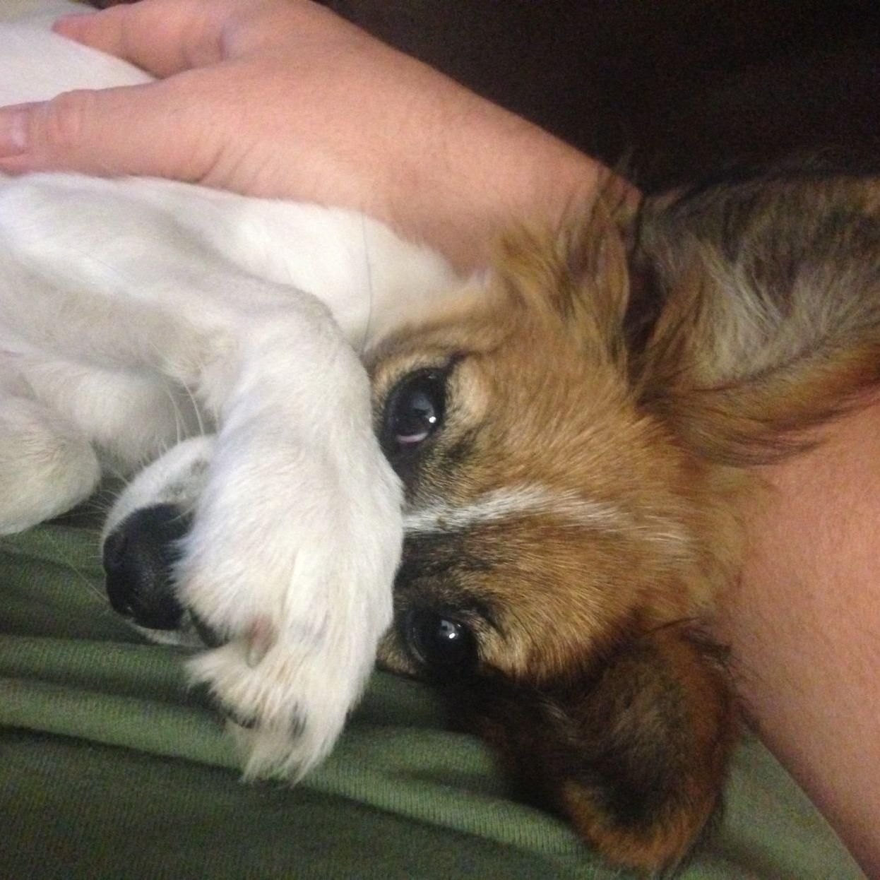 Dog Gone Problems How Can I Get My Papillon To Stop Barking Blogs Omaha Com