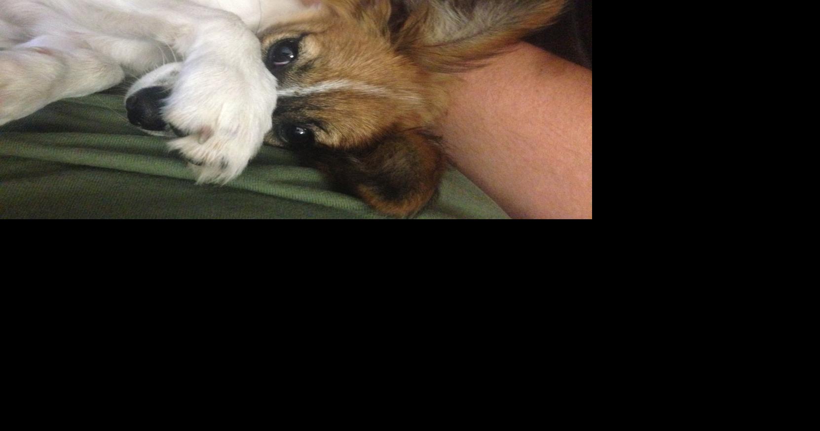 Dog Gone Problems How can I get my Papillon to stop barking?