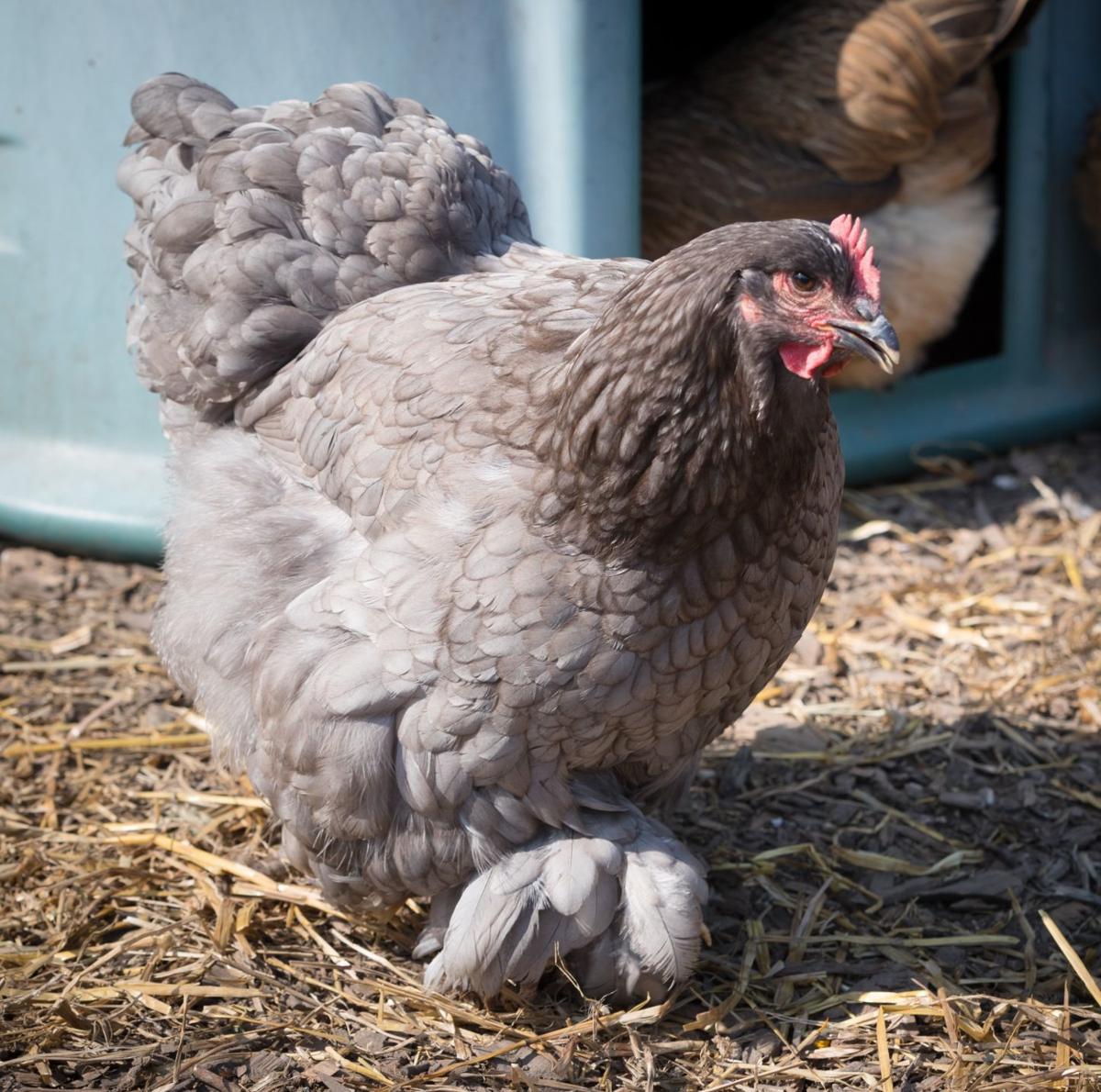 4 Nebraskans Among Americans Hit By Salmonella Outbreak Linked To