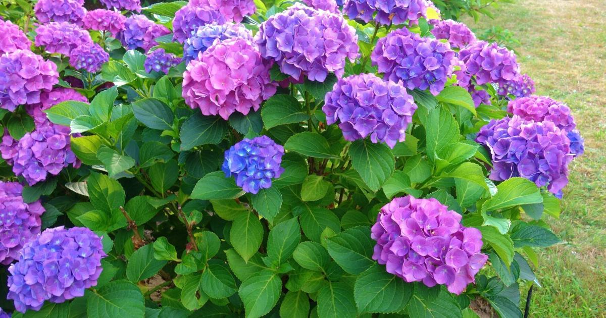 When it comes to pruning hydrangeas, be sure to know which variety you're ...