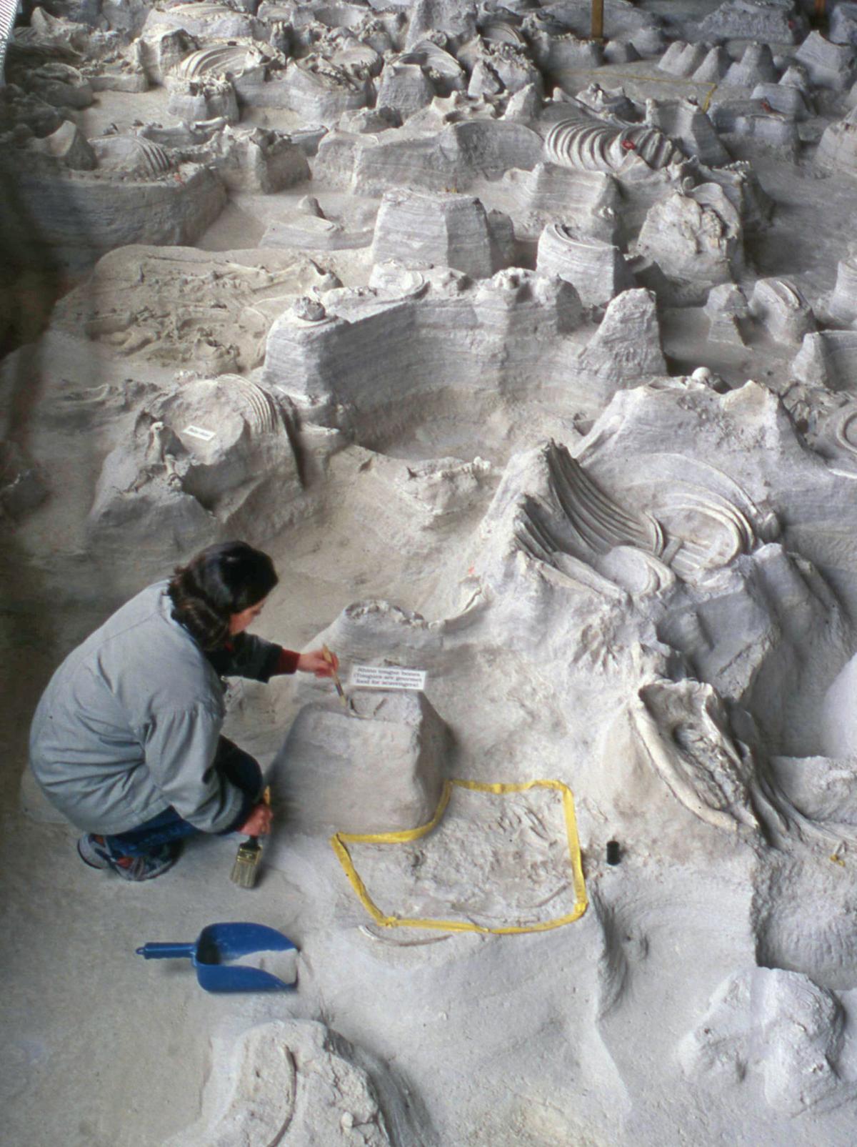 Fossils in Nebraska A 12millionyearold tale that never grows old