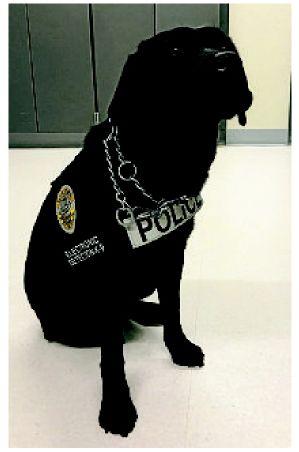 She Has A Nose For Electronic Evidence And A Lovable Nature