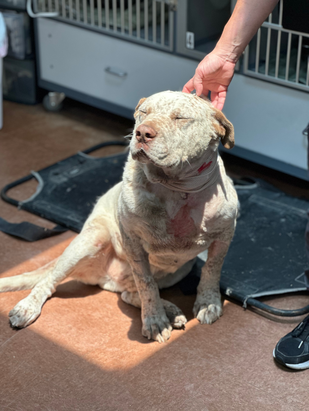 Rescue dog gets Omaha Steaks after injury protecting family