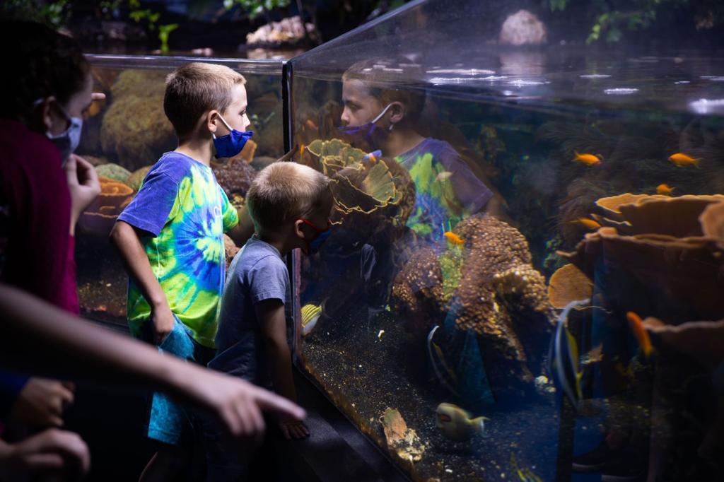 Omaha S Henry Doorly Zoo Expects 29 Million Revenue Shortfall This Year Local News Omaha Com