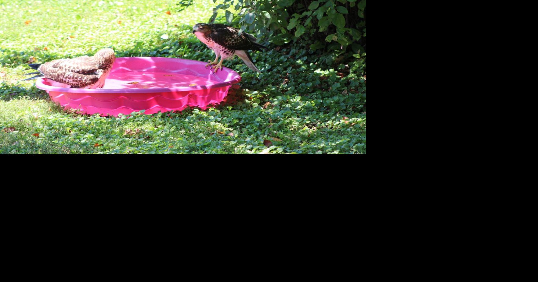 Omaha woman puts out kiddie pool for hawks that moved into her yard
