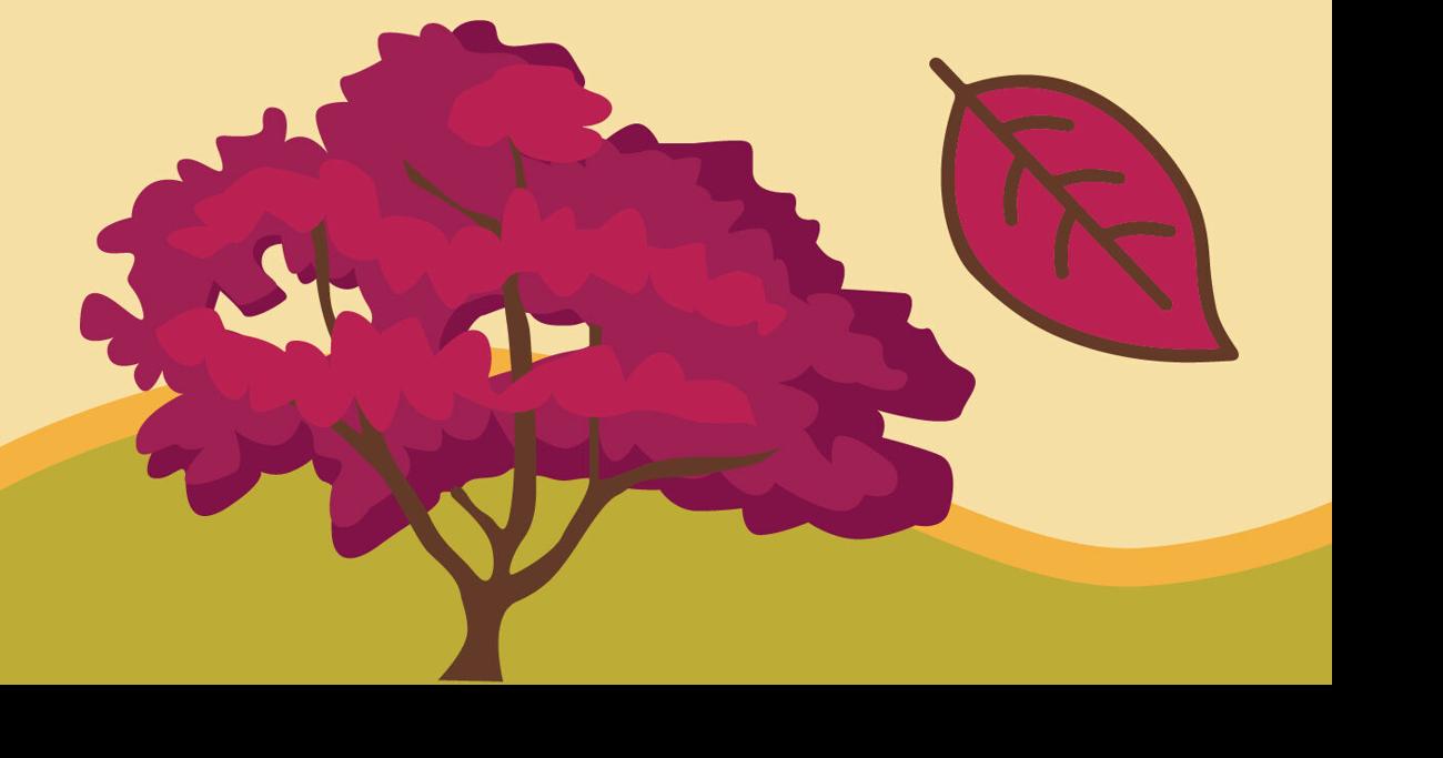 Fall color maps: Guide to trees and how they get their color