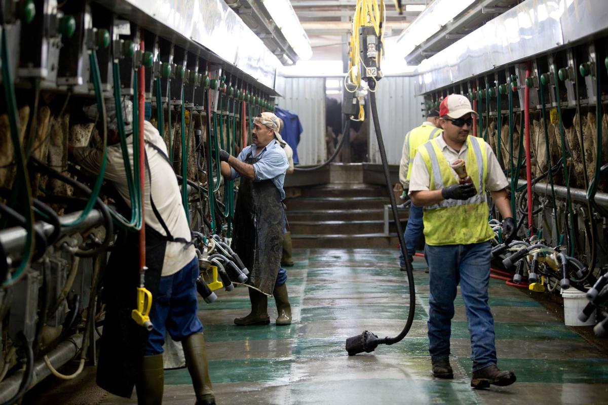 All the milk from the 8,200 cows on this farm go into Dannon yogurt