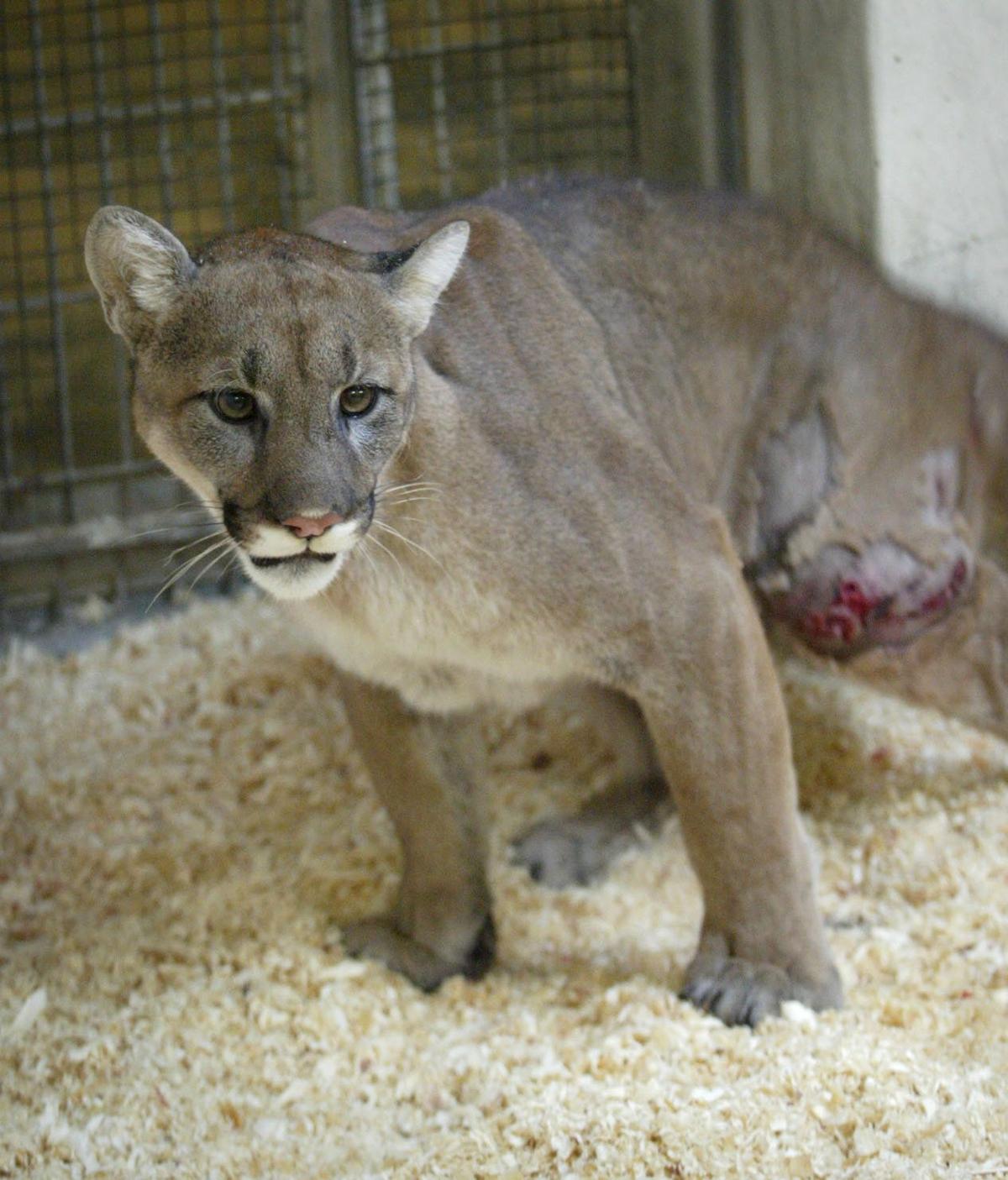 puma at omaha zoo dies animal came to zoo in 2003 after turning up