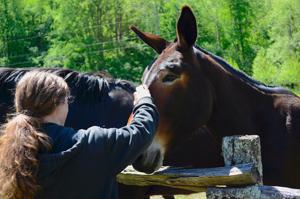 Mule team celebrates 50 years of contribution in Smoky Mountains
