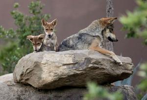 USA-ENVIRONMENT/WOLVES