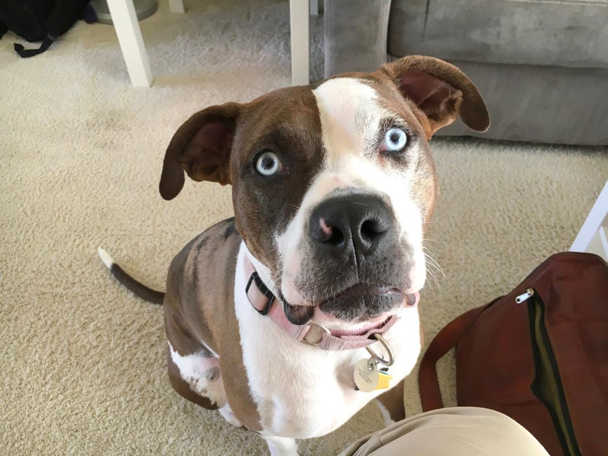 Dog for 11/13/19