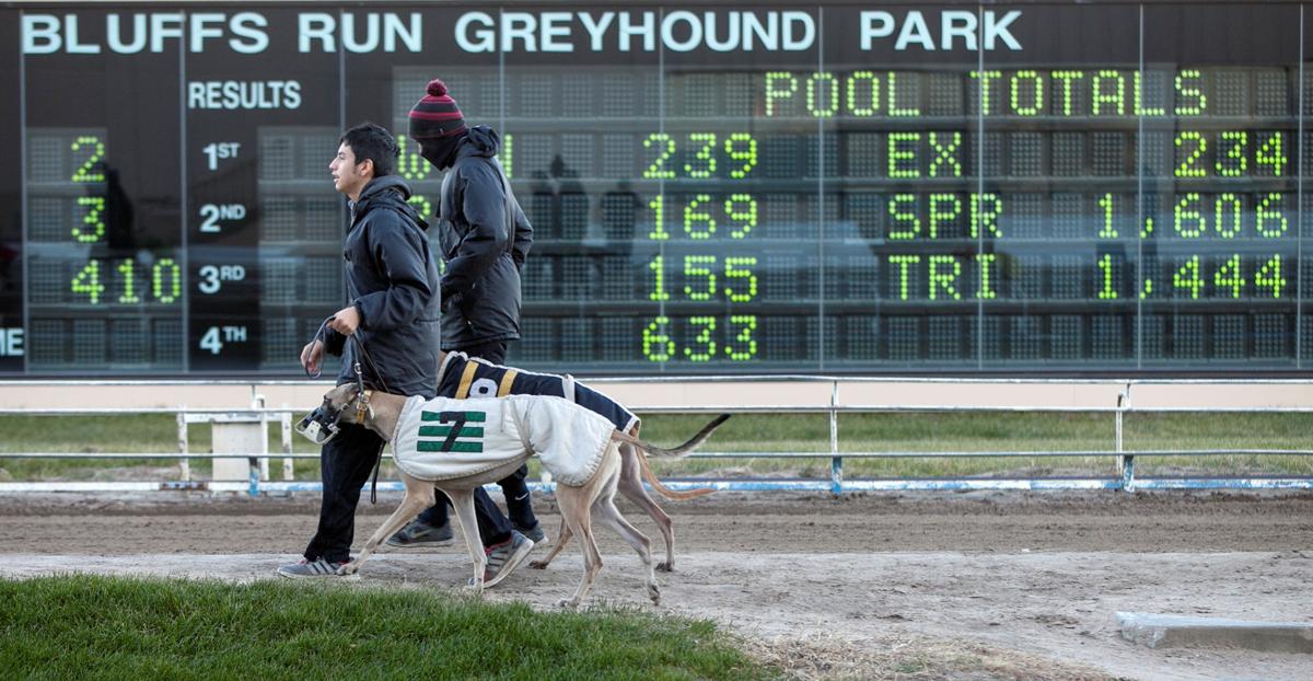 Bluffs Run Dog Races Bluffs Run Dog Races