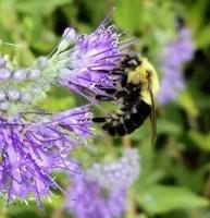 In the Garden: There's more to fall plants than mums