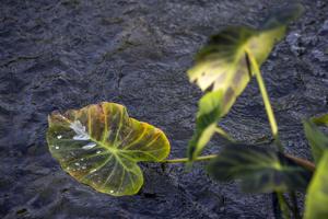 Lincoln Sunken Gardens