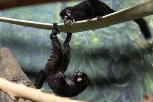 091026-owh-new-lemur-cm-02