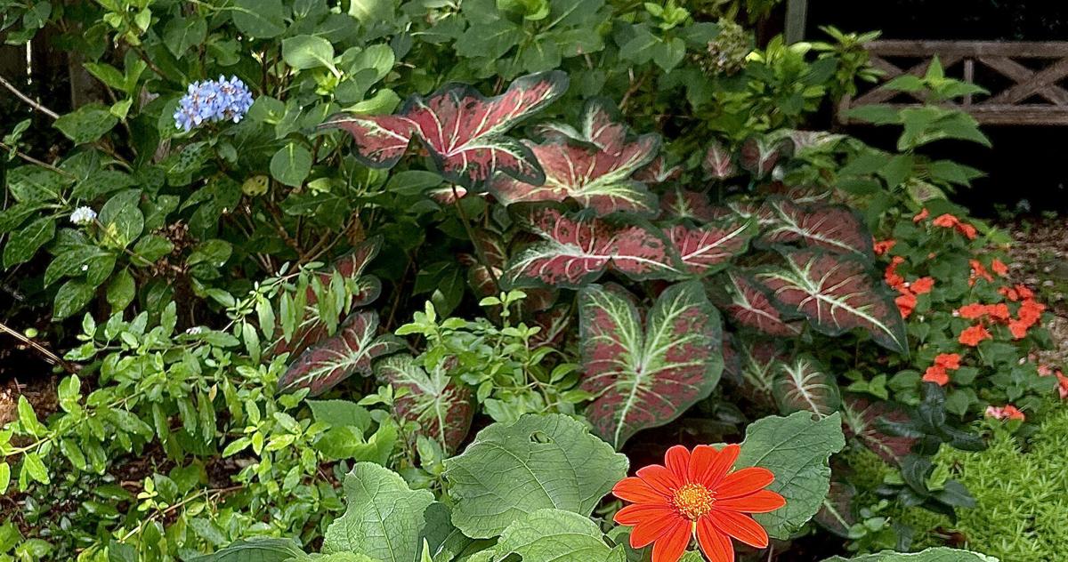 On Gardening: Heart to Heart caladiums: Perfect dog days transformation On Gardening: Heart to Heart caladiums: Perfect dog days transformation