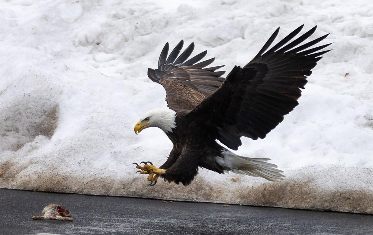 Eagles are feeling right at home in Nebraska's cities