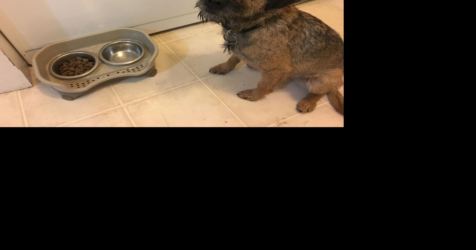 Dog Gone Problems Our dog will only eat people food