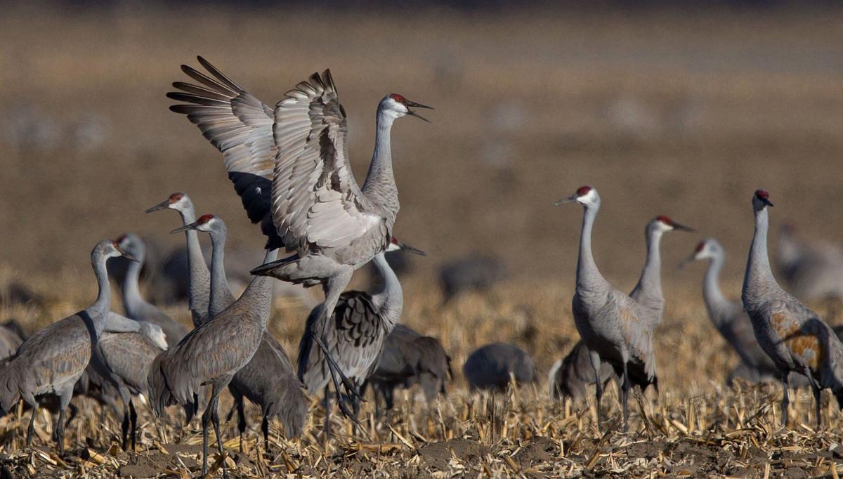 Outdoor Notes Celebrate Nebraska Bird Month By Helping Out