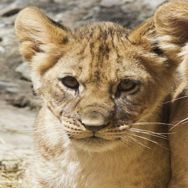 Omaha S Henry Doorly Zoo Named Best Zoo In The World Go