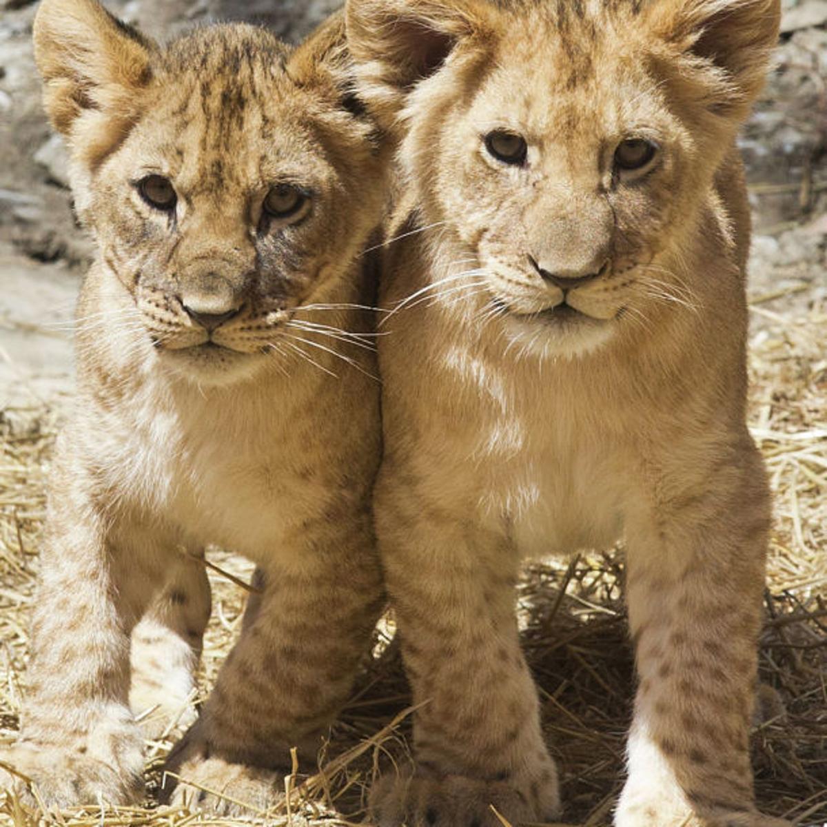 Omaha S Henry Doorly Zoo Named Best Zoo In The World Go