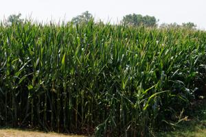 072826-owh-new-corn.JPG