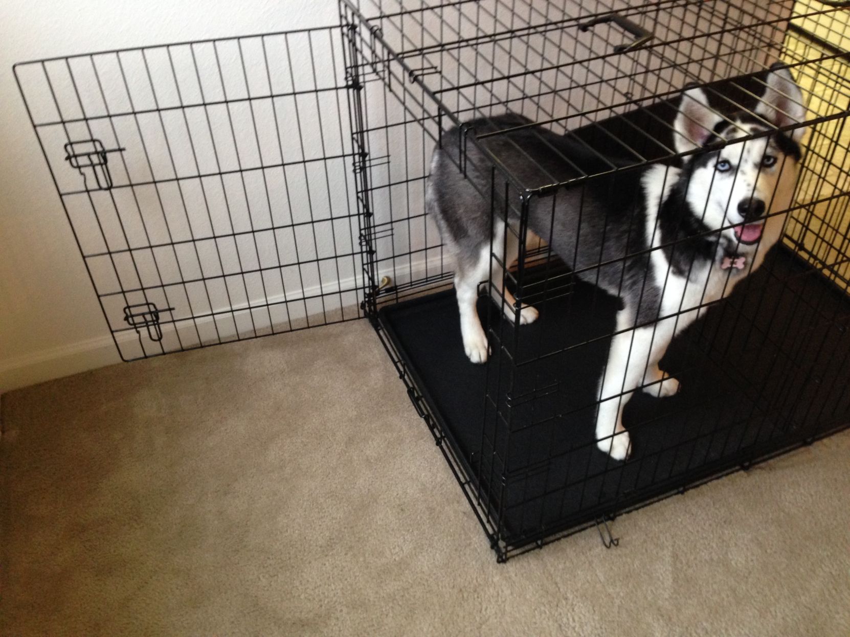 puppy anxiety in crate