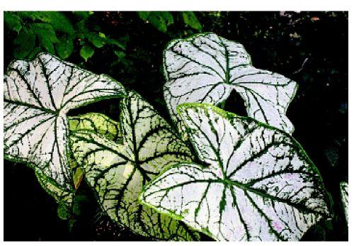 Early Planning Can Help Save Caladiums Articles Omaha Com