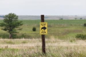 062526-owh-new-bison-nf-01