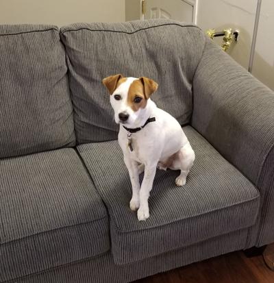 Dog Gone Problems Our Little Dog Is A Food Thief Momaha Com
