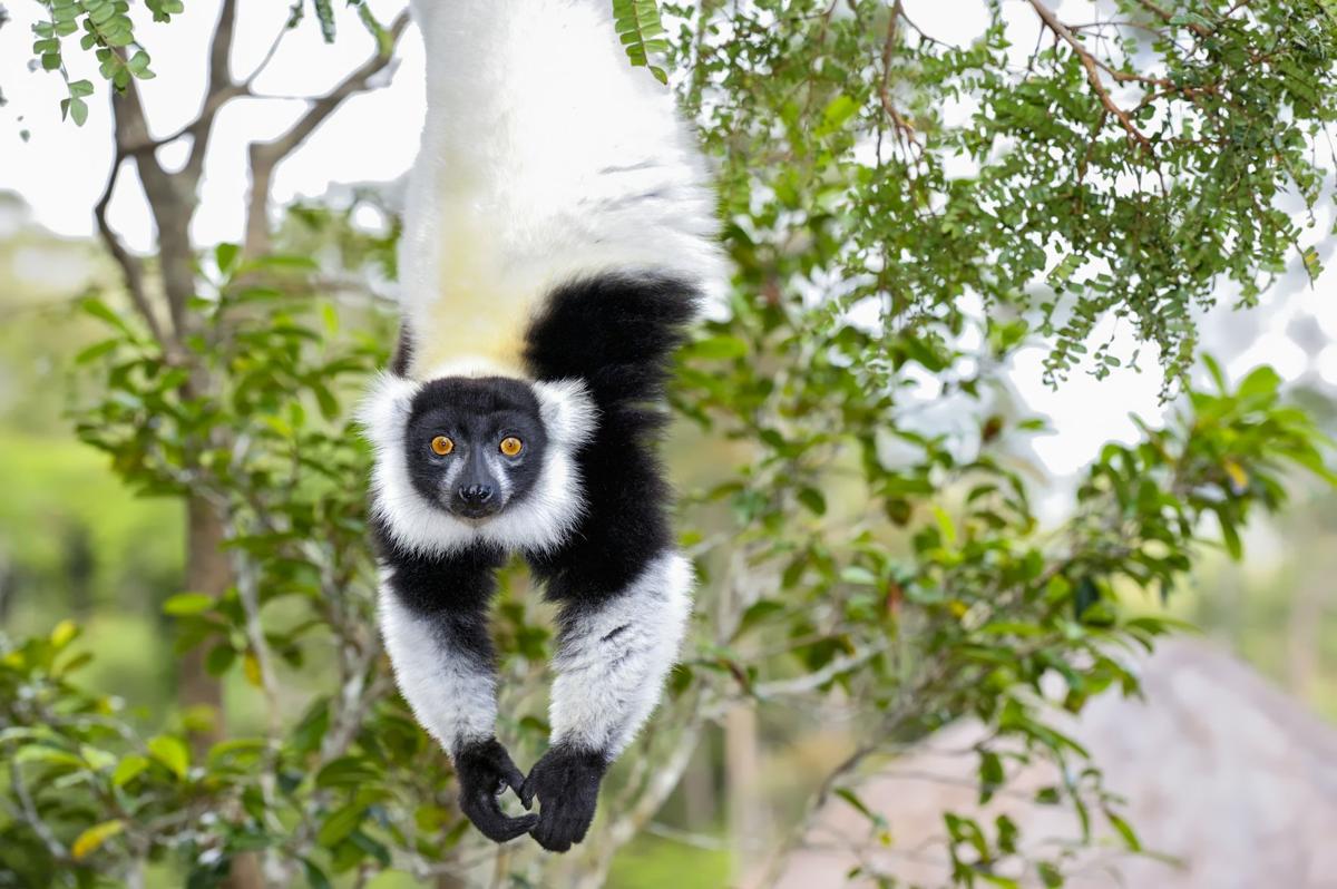 Henry Doorly Zoo team plays key role in restoring lemur habitat in
