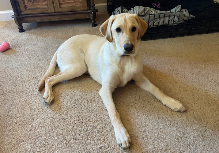 Tom top labrador puppies