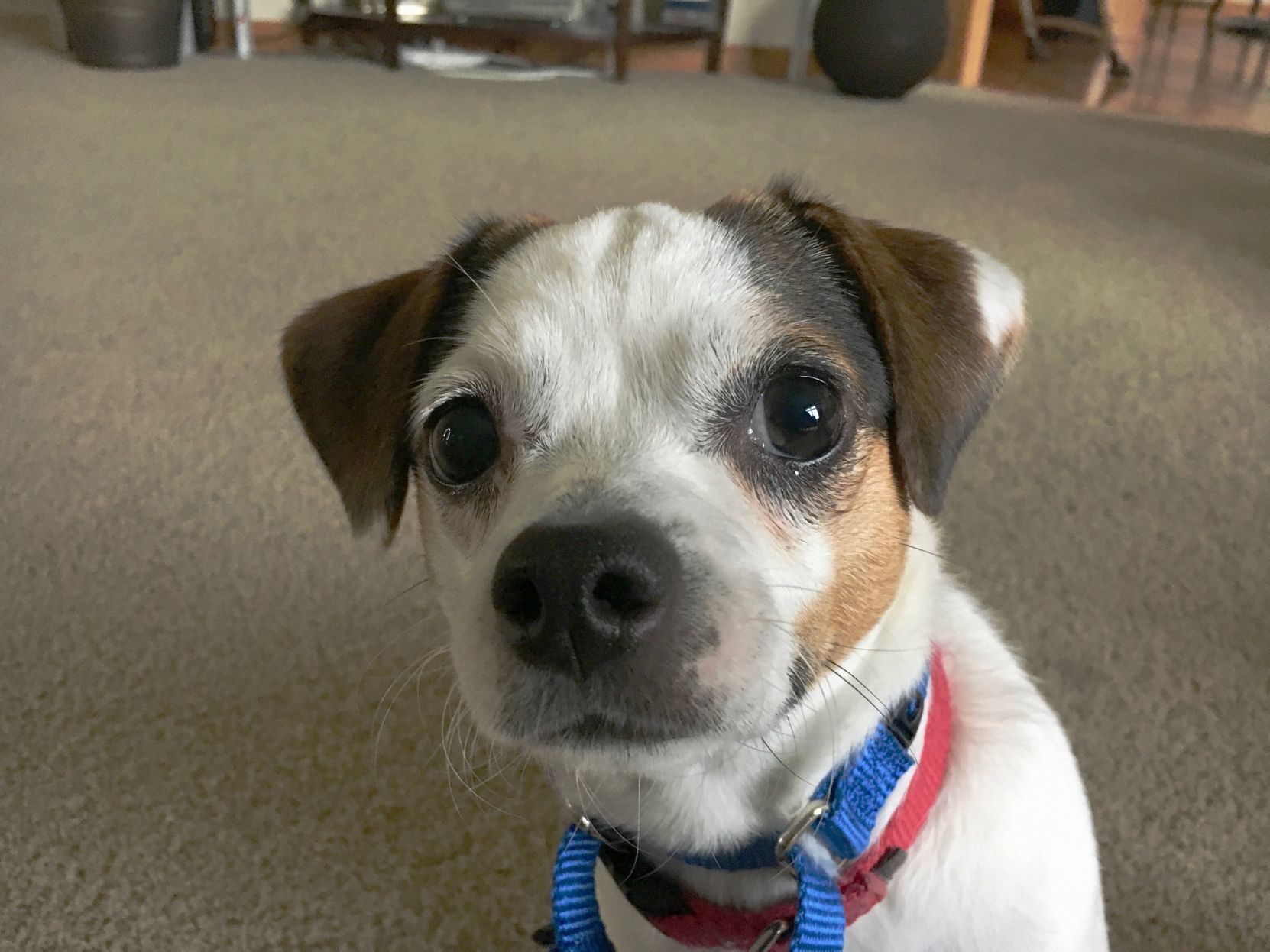 my dog barks when left alone