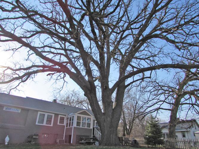 Trees’ company