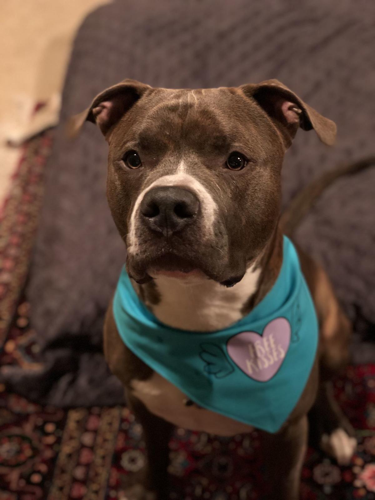 My Old Dog Is Deaf And Barks All The Time My Old Dog Is Deaf And Barks All The Time