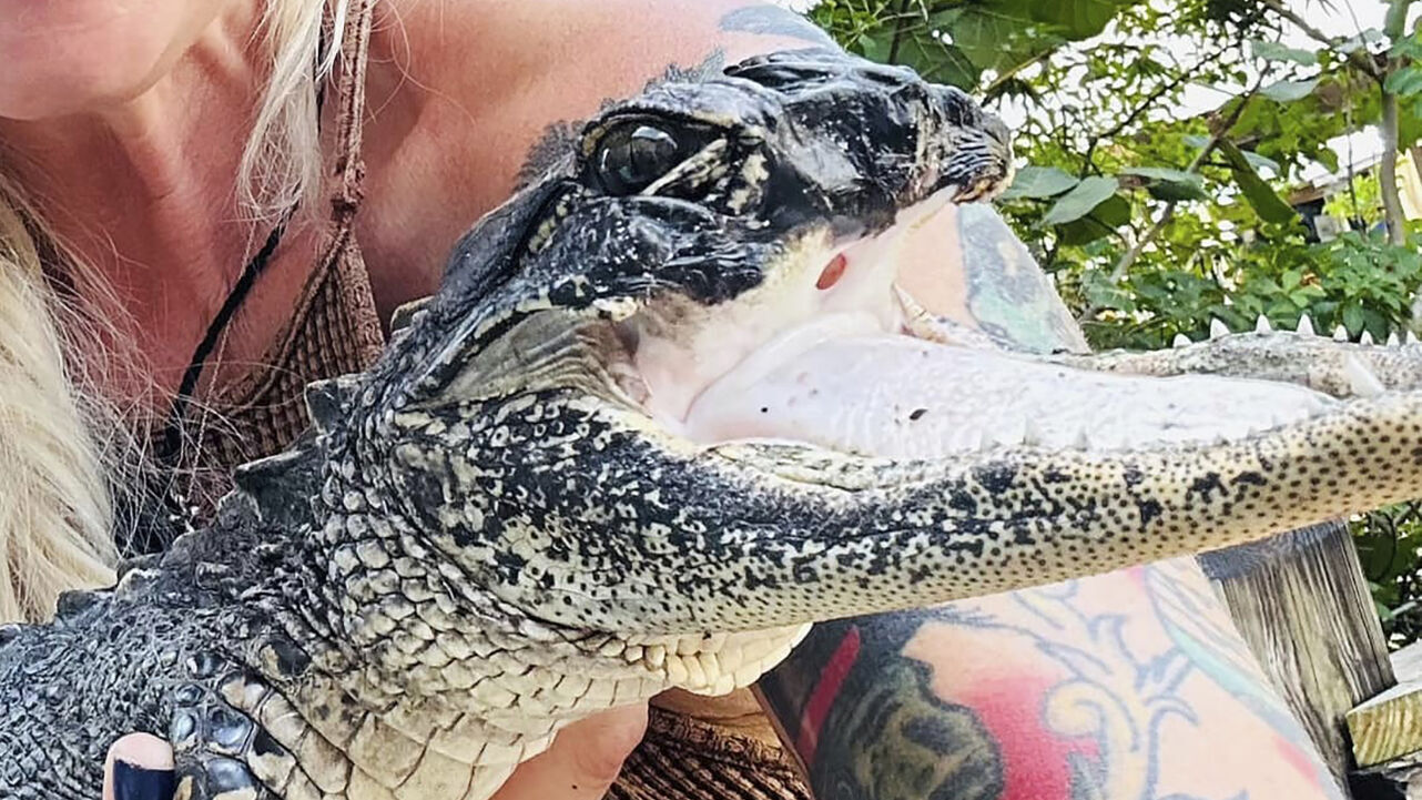 Gator with missing nose and upper jaw finds new home